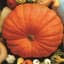 Pumpkin, Big Max 1/2oz — thumbnail 2 of 2