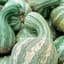 Pumpkin, Green Striped Cushaw 1/2lb — thumbnail 2 of 2