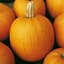 PUMPKIN, CONNECTICUT FIELD 50# — thumbnail 2 of 2