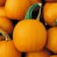 Pumpkin, Baby Pam 1/2oz — thumbnail 2 of 2