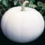 Pumpkin, Lumina White 1/2oz — thumbnail 2 of 2