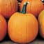 Pumpkin, Howden 1/2oz — thumbnail 2 of 2