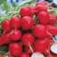 RADISH, CHERRY BELLE 50# — thumbnail 2 of 2