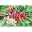 Radish, Easter Egg 1/2oz — thumbnail 2 of 2