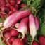 Radish, French Breakfast 1lb — thumbnail 2 of 2