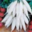 Radish, Long White Icicle 1/2oz — thumbnail 2 of 2