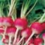 Radish, Sparkler White Tip 1/2oz — thumbnail 2 of 2