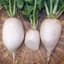 Radish, White Chinese Celestial 1/2oz — thumbnail 2 of 2