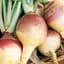 Rutabaga, American Purple Top 1lb — thumbnail 2 of 2