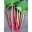 Rhubarb, Victoria 1/2oz — thumbnail 2 of 2