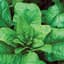 Spinach, Bloomsdale Long Standing 1lb — thumbnail 2 of 2