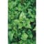 Spinach, New Zealand 1/2oz — thumbnail 2 of 2