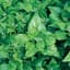 SPINACH, NEW ZEALAND 50 — thumbnail 2 of 2