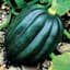 Squash, Table Queen Acorn 1/2lb — thumbnail 2 of 2