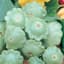 Squash, Bennings Green Tint 1/2oz — thumbnail 2 of 2