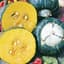Squash, Burgess Buttercup 1/2lb — thumbnail 2 of 2
