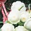 Squash, Early White Bush 1/2lb — thumbnail 2 of 2