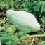 Squash, Improved Green Hubbard 1/2lb — thumbnail 2 of 2