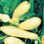 SQUASH, STRAIGHTNECK 50# — thumbnail 2 of 2