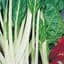 Swiss Chard, Lucullus 1/2lb — thumbnail 2 of 2