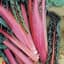 Swiss Chard, Red 1/2oz — thumbnail 2 of 2