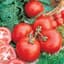 Tomato, Marglobe 1/16oz — thumbnail 2 of 2