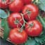 Tomato, Rutgers 1/2oz — thumbnail 2 of 2