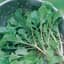 Turnips, Seven Top 1lb — thumbnail 2 of 2