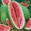 Watermelon, Charleston Grey 1/2oz — thumbnail 2 of 2