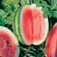 Watermelon, Crimson Sweet 1/2lb — thumbnail 2 of 2