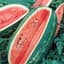 Watermelon, Florida Giant 1/2oz — thumbnail 2 of 2