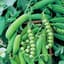 Peas, Early Alaska 62 1lb — thumbnail 2 of 2