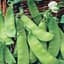 Peas, Dwarf Grey Sugar 25lb — thumbnail 2 of 2