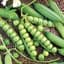 Peas, Little Marvel 1/2lb — thumbnail 2 of 2