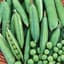 Peas, Thomas Laxton 25lb — thumbnail 2 of 2