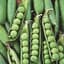 Peas, Early Frosty 50lb — thumbnail 2 of 2
