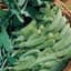 Peas, Sugar Anne Snap 50lb — thumbnail 2 of 2