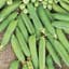 Peas, Maestro Treated 1lb — thumbnail 2 of 2
