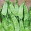 Peas, Oregon Sugar Pod II 50lb — thumbnail 2 of 2