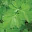 Coriander 1/2oz — thumbnail 2 of 2