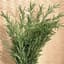 Rosemary 1/4oz — thumbnail 2 of 2