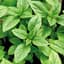 Basil, Large Leaf Italian 1/2oz — thumbnail 2 of 2