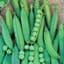 Peas, Lincoln Treated 50lb — thumbnail 2 of 2