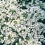 Alyssum, Carpet Of Snow Lbs — thumbnail 2 of 2