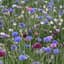 BACHELOR BUTTON LBS TALL MIX — thumbnail 2 of 2