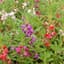 Balsam, Camellia Flower Mix Lbs — thumbnail 2 of 2