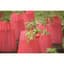 Bosmere Kozy Coats Water Filled Teepee Plant Protector 2PK — thumbnail 2 of 2