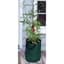 Bosmere Tomato Planter Bag Pack of 3 — thumbnail 2 of 2