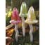 Potting Shed 3pc Toadstool Golden Boxed — thumbnail 2 of 2