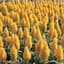 Celosia, Yellow Castle 1000 Seed Count — thumbnail 2 of 2